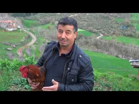 ‘Anne’ diyen horoz kurban olmaktan kurtuldu