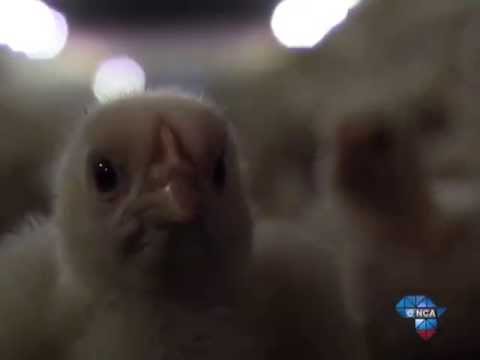 Chicken suppliers and importers head to court