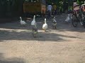 Swans Video