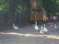 Swans Video