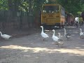 Swans Video