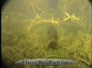 spooky-bass-skinny-water.html