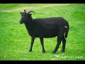 Ledgends of Music sing Baa Baa Black Sheep