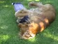 When Jimmy Met Misty - Cocker Spaniels When Jimmy Met Misty - Cocker Spaniels