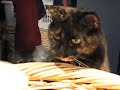 My Tortie is a Basket Case - PP is her Name...