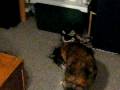 videos de My Tortie is a Basket Case - PP is her Name...