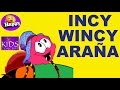 INCY WINCY ARAÑA.