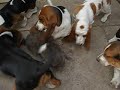 cat and bassets 2