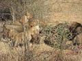 Lions eating giraffe