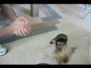 Handini Serenades A Yorkie