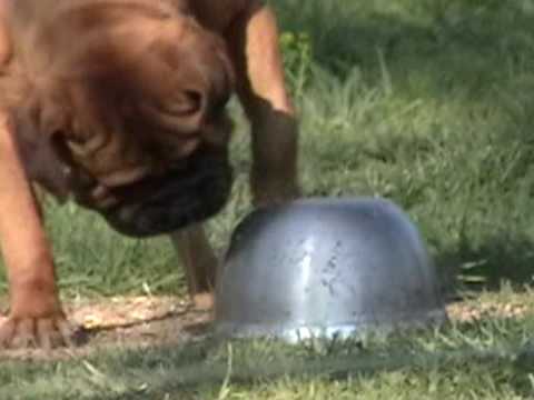 bullmastiff