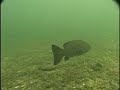 Bass Fishing Tips and Techniques - Lucky Craft Pro Staff