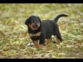 Beauceron du Fond des Camps - Chiots de Voltane du Murier de Sordeille et Balto