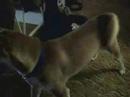 Shiba Inu begging as a 3 year old and as a puppy