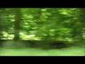 Love to a Monster (Okkervil River)