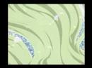 Wolf Rain Garden