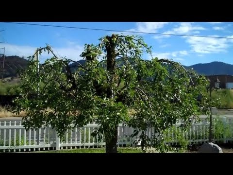 how to fertilize bradford pear trees