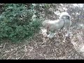 Keyush In The Woods