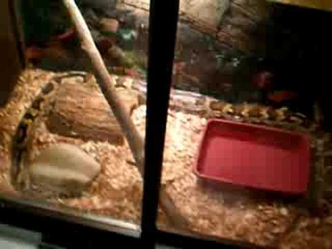 Indian Python