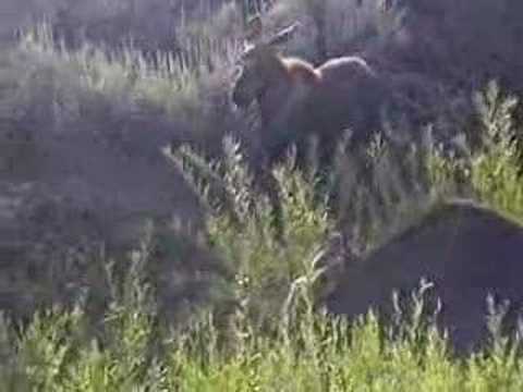 Moose and Calves, Grand Teton National Park, Wyoming, USA