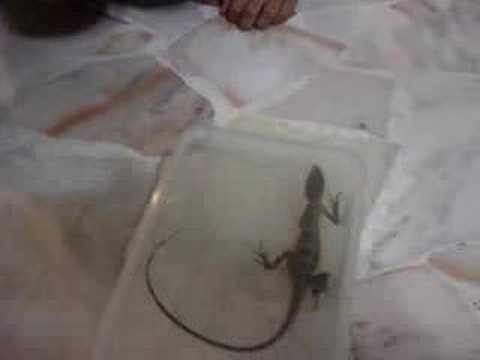 Theophilus caught big Changeable Lizard