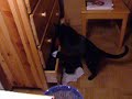 Ollie opening the drawer Ollie opening the drawer