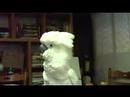 Cockatoo Fluffy Jibber Jabber Talk