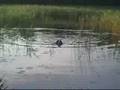 BMD swimming