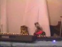 Suzie and Tiggy perform Jorio persents: Cyber-Diva Danielle De Niese ROMANCE. The camera kept going in and out of focus and is too much work to redo. enjoy. stop by hobiehippo.net for more