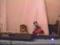 Suzie Squirrel & Tiggy Tiger perform Danielle De Niese Roman