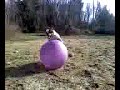 Little Boston Bulldog walking Big Purple BALL!