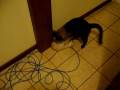 Meus gatos se pegando