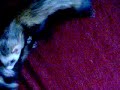 Zorro et Tazz