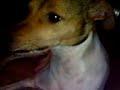 Agata Carlino Barone Alice Nina Tutti i miei cani Cuccioli