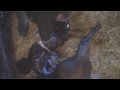 Foaling at Crossogue