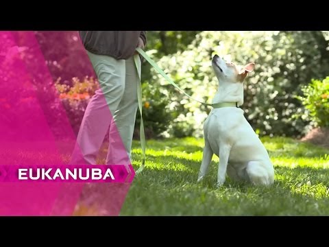  Comment habituer le Chiot à la Laisse