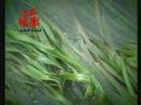 Save Our Seahorse @ NTV 7 edisi siasat (part 3) Save Our Seahorse @ NTV 7 edisi siasat (part 3)
