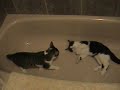 Extreme Cat Wrestling