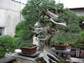 Taisho-en Bonsai Nursery