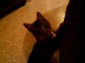 Spikey playin