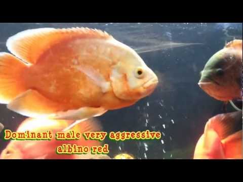 how to grow oscar faster