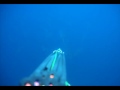 Yellowtail spearfishing at San Clemente Island