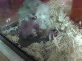 Baby Hamsters