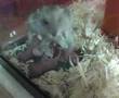Baby-Hamsters