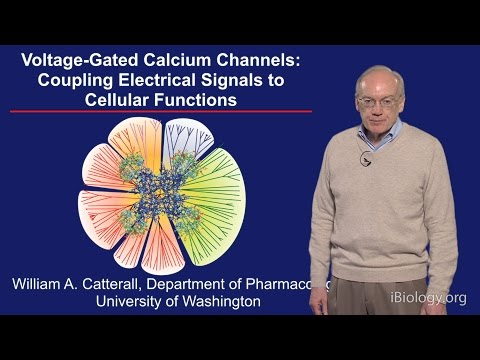 William Catterall (U. Washington) Part 3: Voltage-gated Calcium Channels