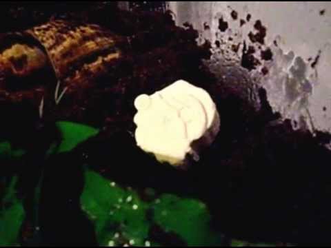 how to provide calcium for snails