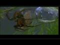 Incredibly Smart Spider Under Water HQ Video