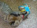Remy on catnip