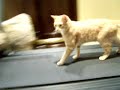 crazy kitty runs on treadmill crazy kitty runs on treadmill