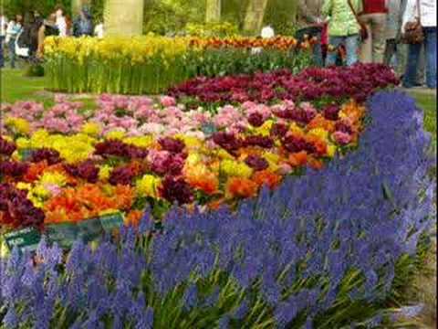 0 Los tulipanes de Keukenhof